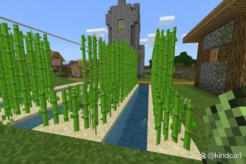 我的世界竹子怎么种植[图2]